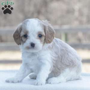 Fido, Cavapoo Puppy